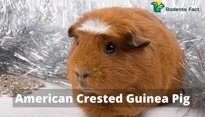 American Crested Guinea Pig | An Ideal Pet Facts
