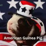 American Guinea Pig