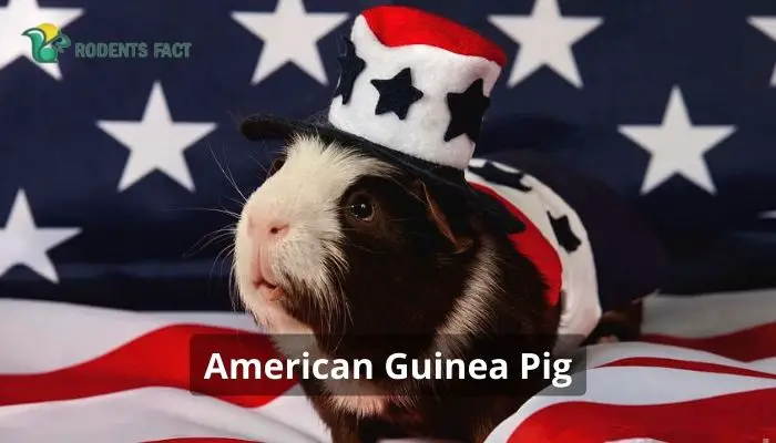 American Guinea Pig: Facts, History, Personality, Care, Diet, and Health Issues