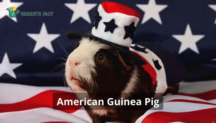 American Guinea Pig