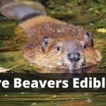 Are Beavers Edible