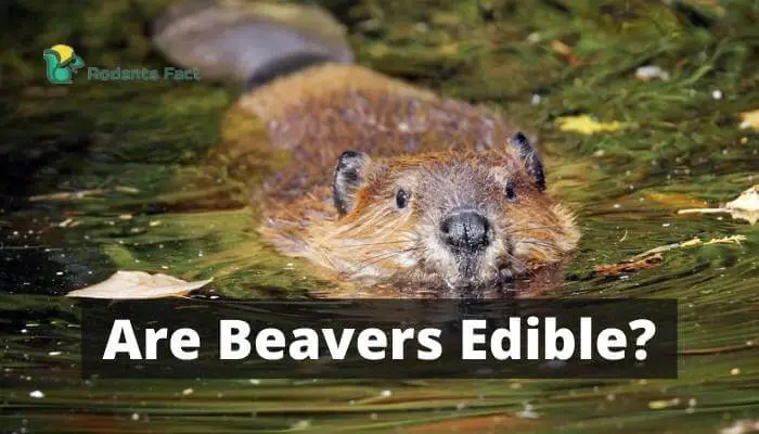 The Answer To The Question You’re Too Afraid To Ask: Are Beavers Edible?
