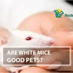 Are White Mice Good Pets