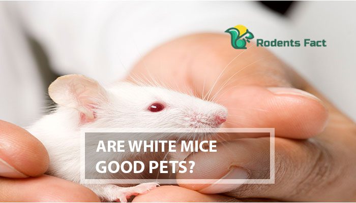 Are White Mice Good Pets