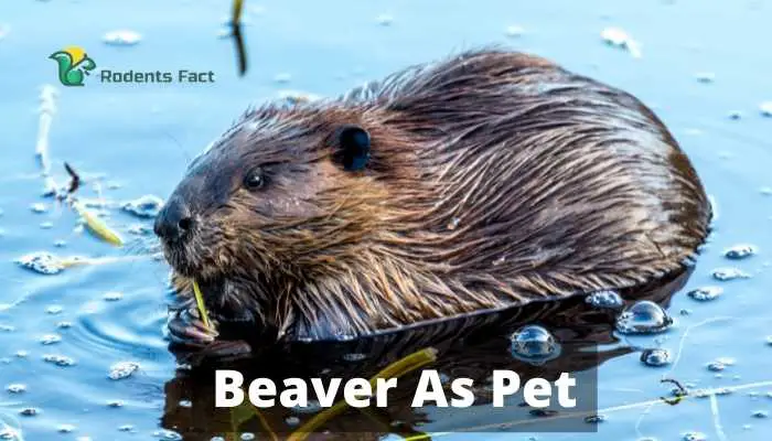 Beaver As Pet