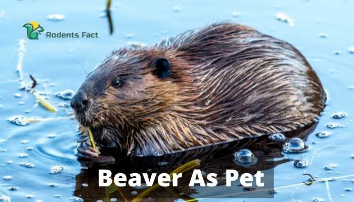 Beaver As Pet