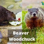 Beaver Woodchuck