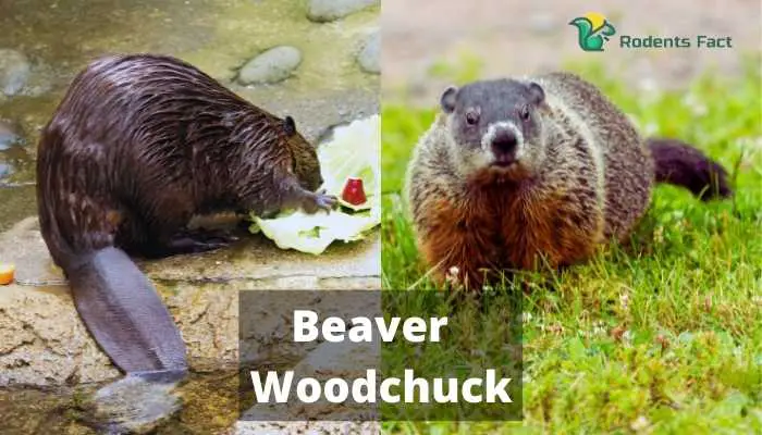 Beaver Woodchuck | Learning The Key Differences