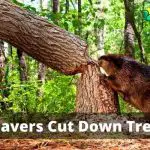 Beavers Cut Down Trees