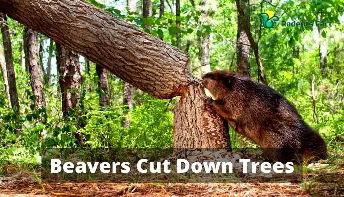 Beavers Cut Down Trees