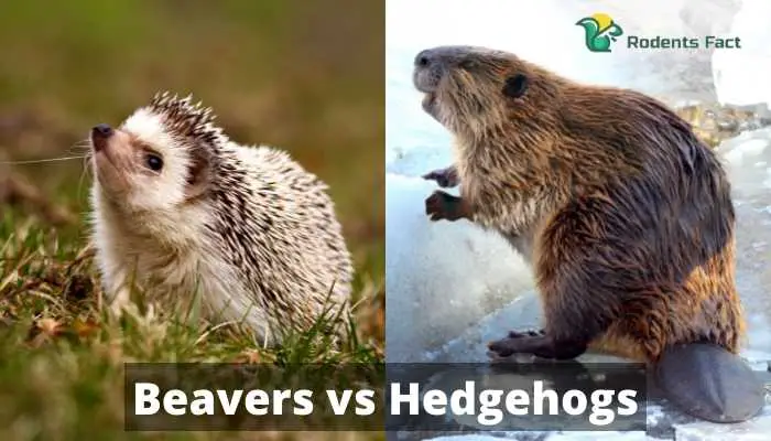 Beavers vs Hedgehogs