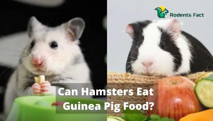 Can Hamsters Eat Guinea Pig Food