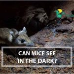 Can Mice See In the Dark