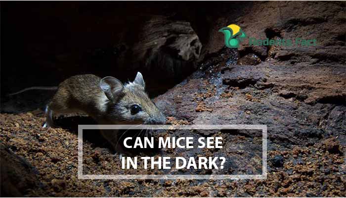 Can Mice See In the Dark