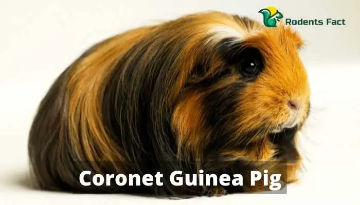 Coronet Guinea Pig