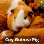 Cuy Guinea Pig