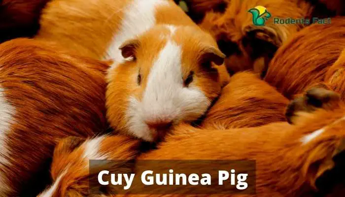Cuy Guinea Pig | The Domesticated Guinea Pig