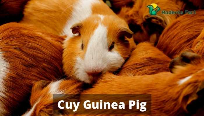 Cuy Guinea Pig