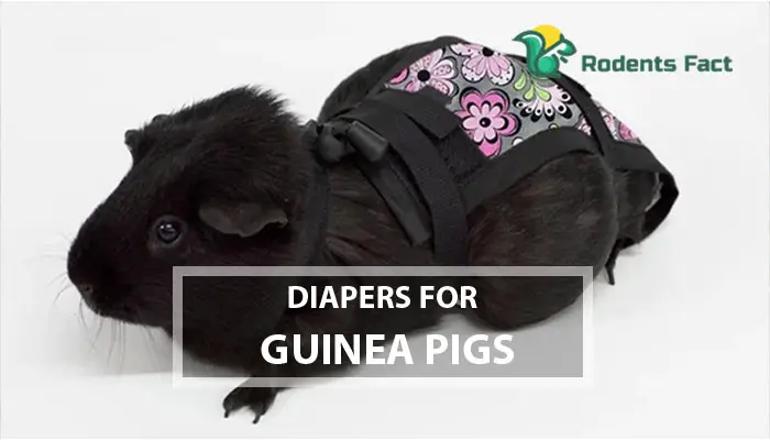 Diapers for Guinea Pigs