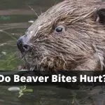 Do Beaver Bites Hurt