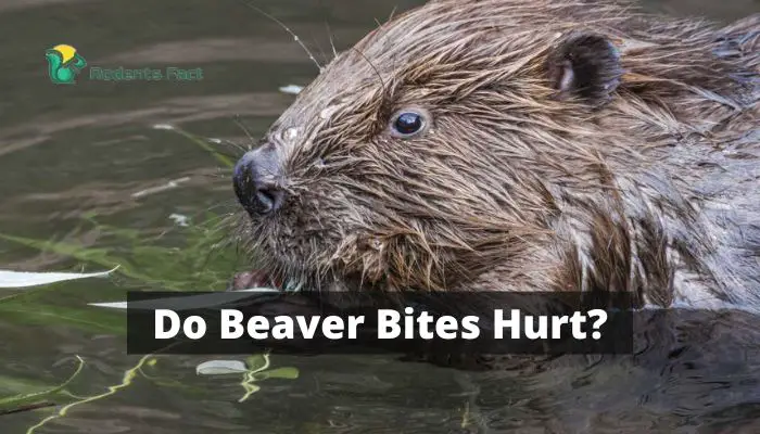 Do Beaver Bites Hurt