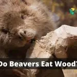 Do Beavers Eat Wood