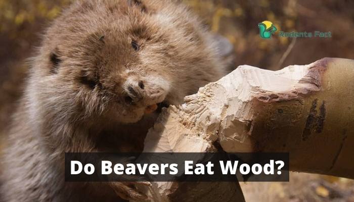 Do Beavers Eat Wood