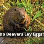 Do Beavers Lay Eggs