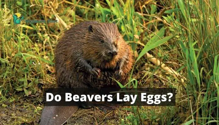Do Beavers Lay Eggs? The Surprising Answer Everyone’s Wondering