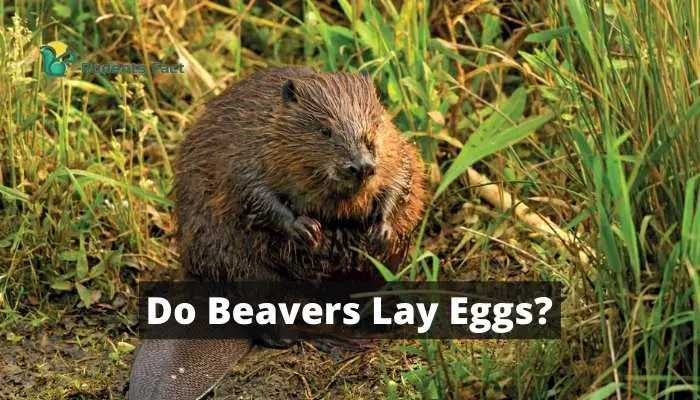 Do Beavers Lay Eggs