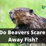 Do Beavers Scare Away Fish