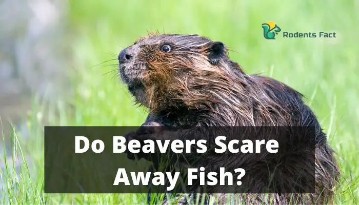 Do Beavers Scare Away Fish