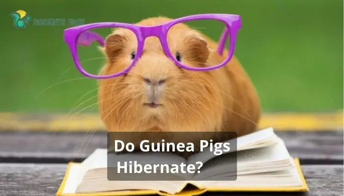Do Guinea Pigs Hibernate? Thing I Should Worry About?