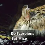 Do Scorpions Eat Mice