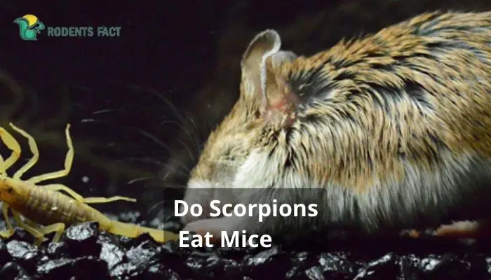 Do Scorpions Eat Mice