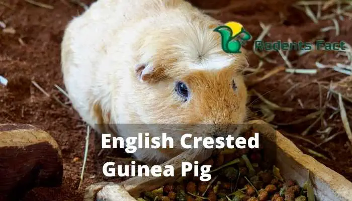 English Crested Guinea Pig
