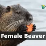 Female Beaver