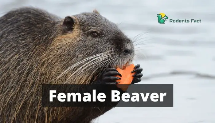 5 Surprising Facts About the Female Beaver!