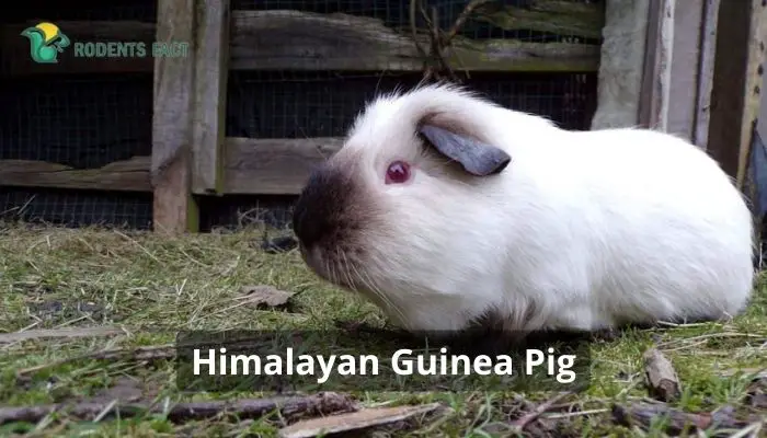 Himalayan Guinea Pig