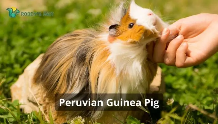 Himalayan Guinea Pig