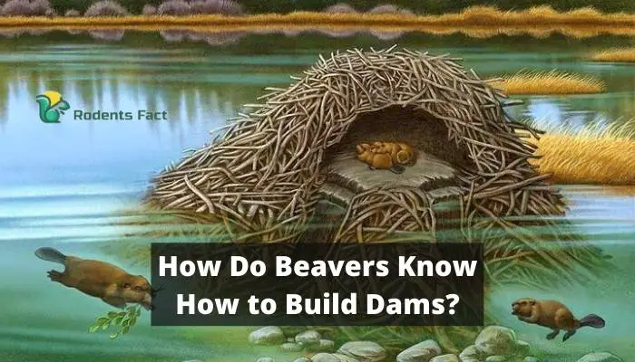 How Do Beavers Know How to Build Dams