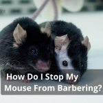 How Do I Stop My Mouse From Barbering