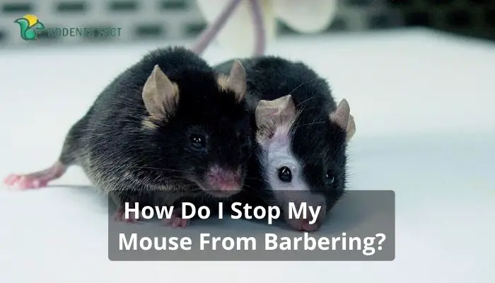 How Do I Stop My Mouse From Barbering?