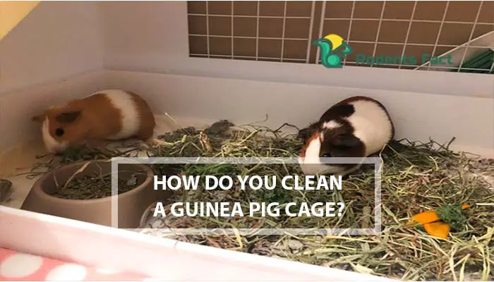  How Do You Clean a Guinea Pig Cage