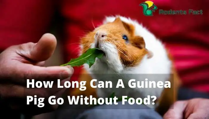 How Long Can A Guinea Pig Go Without Food? | Alarming Facts to Know