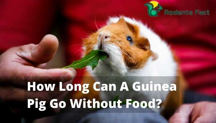 How Long Can A Guinea Pig Go Without Food