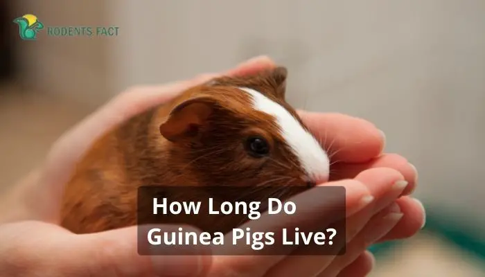 How Long Do Guinea Pigs Live