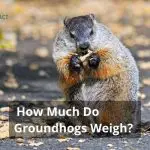 How Much Do Groundhogs Weigh