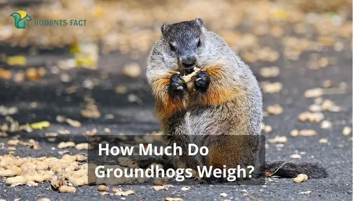 How Much Do Groundhogs Weigh