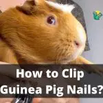 How to Clip Guinea Pig Nails